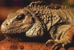(image for) Iggy the Iguana
